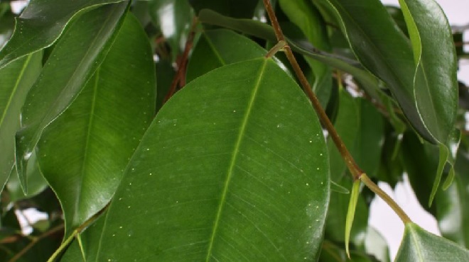 Белые точки на листьях фикуса