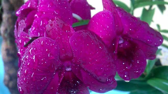 Капли воды на цветах фаленопсиса