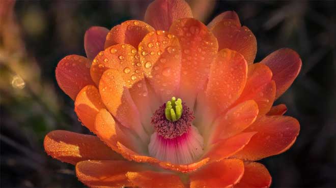 Капли воды на цветке кактуса