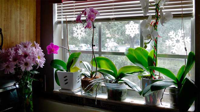 Орхидеи зимой на подоконнике