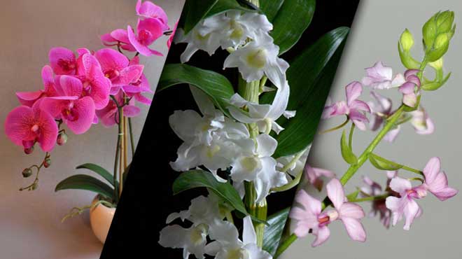 Классы орхидей по выраженности покоя