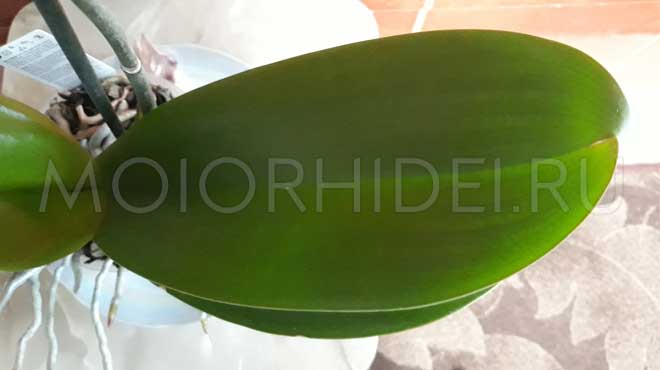 Светло-зеленый листочек орхидеи
