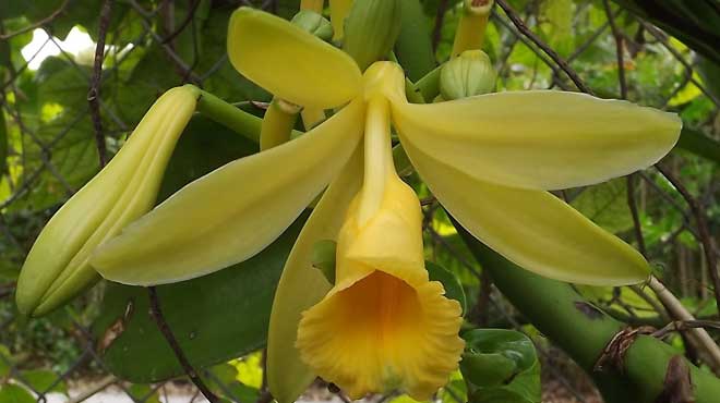 Цветок орхидеи Валиль