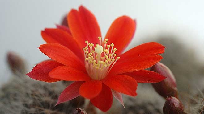Цветок кактуса Ребуция