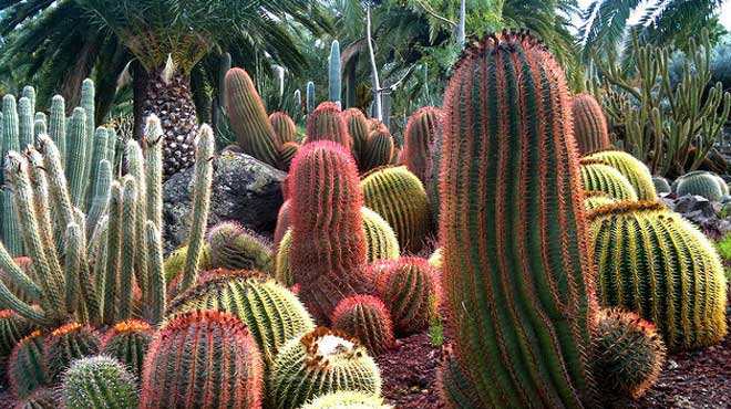 Много видов кактусов