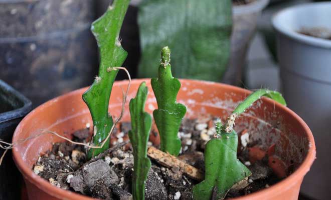 Свежевысаженные кактусы Эпифиллум