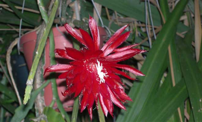 Цветок кактуса Эпифиллум