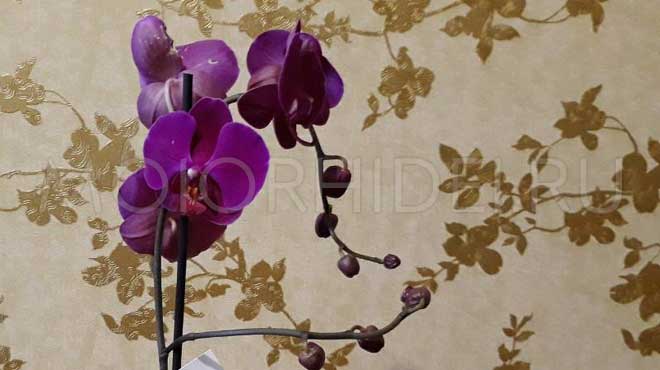 Орхидея бутоны и цвет