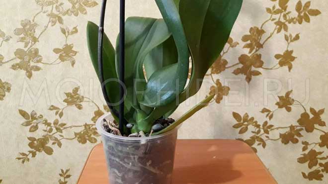 Здоровые листья орхидеи
