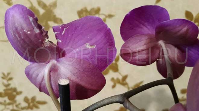 Поврежденные цветочки орхидеи
