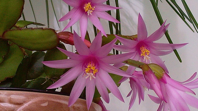 Цветение кактуса рипсалидопсиса