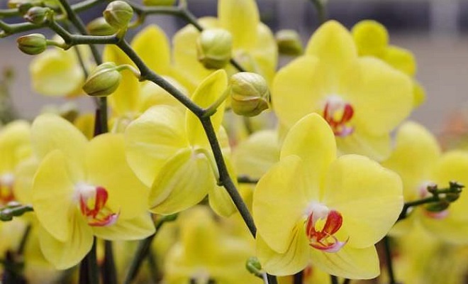 Желтая цветущая орхидея