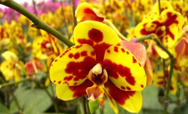 Желто-красная орхидея
