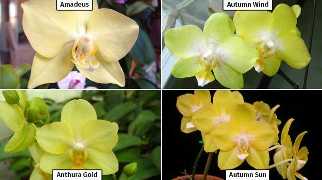 Виды желтой орхидеи